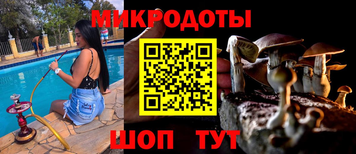 Галлюциногенные грибы Psilocybine cubensis Великий Устюг
